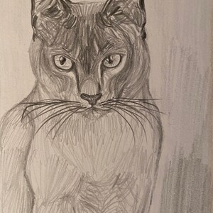 Abyssinian Cat