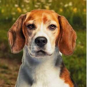 Pode incluir: Um cão beagle marrom e branco com olhos castanhos olhando diretamente para a câmera. O cão está sentado em um campo gramado.