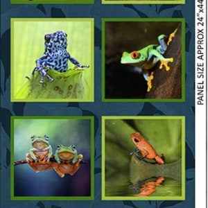 May include: A collage of six images featuring different types of frogs. The images are arranged in a grid pattern and each image is framed with a blue border. The frogs are shown in various poses and settings, including a green frog on a pink flower, a yellow frog on a leaf, a blue and black frog on a green leaf, a green frog on a branch, two green frogs on a branch, and an orange frog on a leaf.