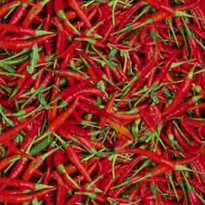 A La Carte - Hot Momma - Red Hot Peppers - Pattern #51900D-X - Windham Fabrics - 100% Cotton Woven Fabric - Choose Your Cut