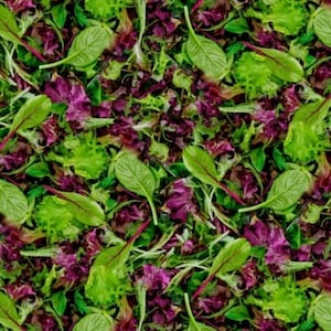 A La Carte - Green and Purple Lettuce - Pattern #51904D-X - Windham Fabrics - 100% Cotton Woven Fabric - Choose Your Cut