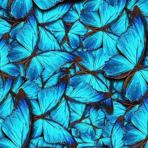 Türkisfarbene Schmetterlinge - #BUG-CD1819 - von Timeless Treasures - Bunt gepackte Schmetterlinge - aus 100% Baumwolle Webware