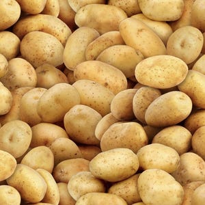 Food Festival - #575 Yukon Gold Potatoes - by Elizabeth&#39;s Studio - 100% Cotton Woven Fabric - Choose Your Cut