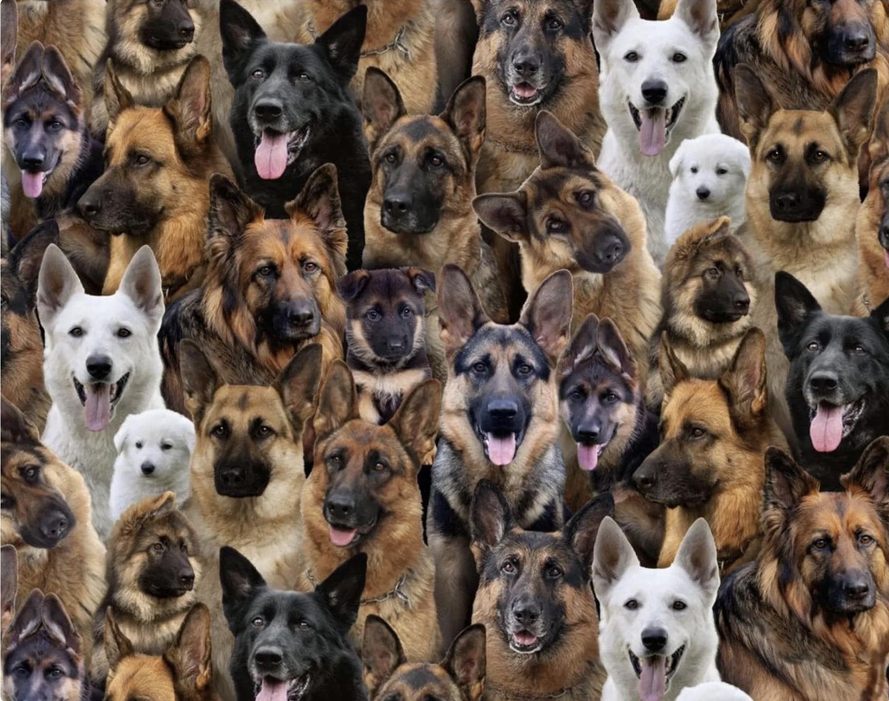 Boxer Next To A German Shepherd German Shepherd Labrador Boxer Mix