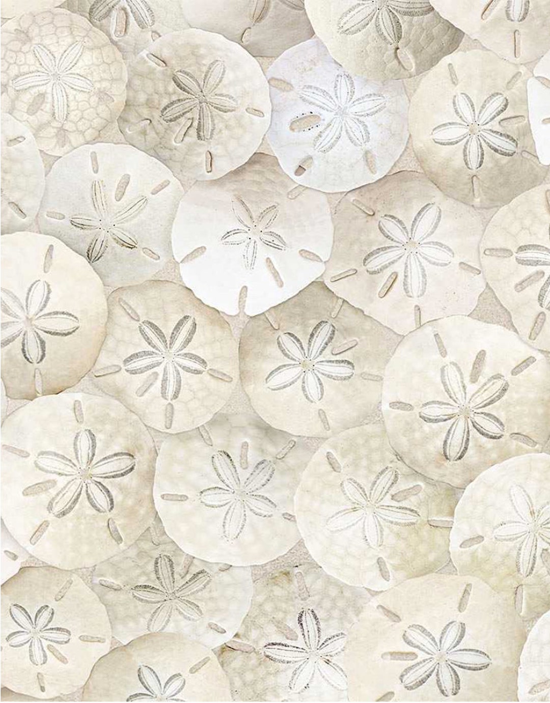 Packed Sand Dollars on Beach - Pattern # BEACH-C8461 SAND - by Timeless ...