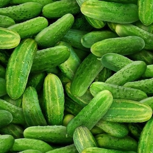Food Festival - Cucumbers - Green - Elizabeth&#39;s Studio - 100% Cotton Woven Fabric, Choose Your Cut