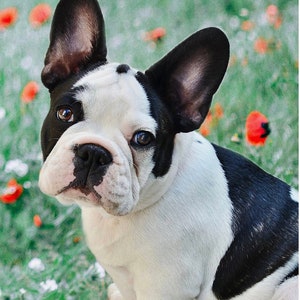 Frenchie Closeup - #DX-4265-3C-1 - by David Textiles - 100% Cotton Woven Fabric Panel - 35.5 x 45 Inches