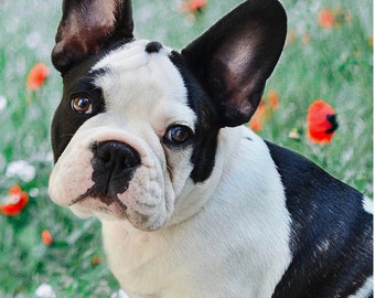 Frenchie Closeup - #DX-4265-3C-1 - by David Textiles - 100% Cotton Woven Fabric Panel - 35.5 x 45 Inches