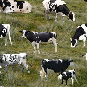Black and White Cows - # 0208E - Farm Animals - by Quiltex - 100% Cotton Woven Fabric - Choose Cut