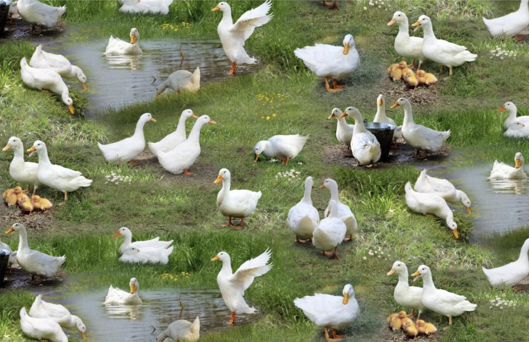 CUSTOM BOXER SHORTS, Made to Order - White Ducks - Farm Animals ...