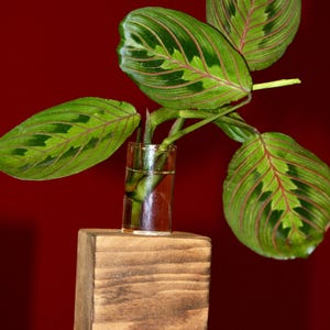 Single Plant Propagation Station, Plant Vase, Glass Propagation tube, Houseplant Accessories, Plant Lover Gift, Farmhouse Decor Gifts
