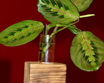 Single Plant Propagation Station, Plant Vase, Glass Propagation tube, Houseplant Accessories, Plant Lover Gift, Farmhouse Decor Gifts