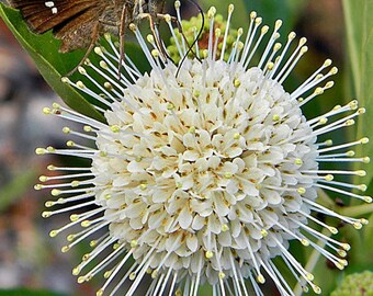 Cephalanthus occidentalis, Buttonbush, Nectar for Pollinators, Food for Birds, FREE Shipping!