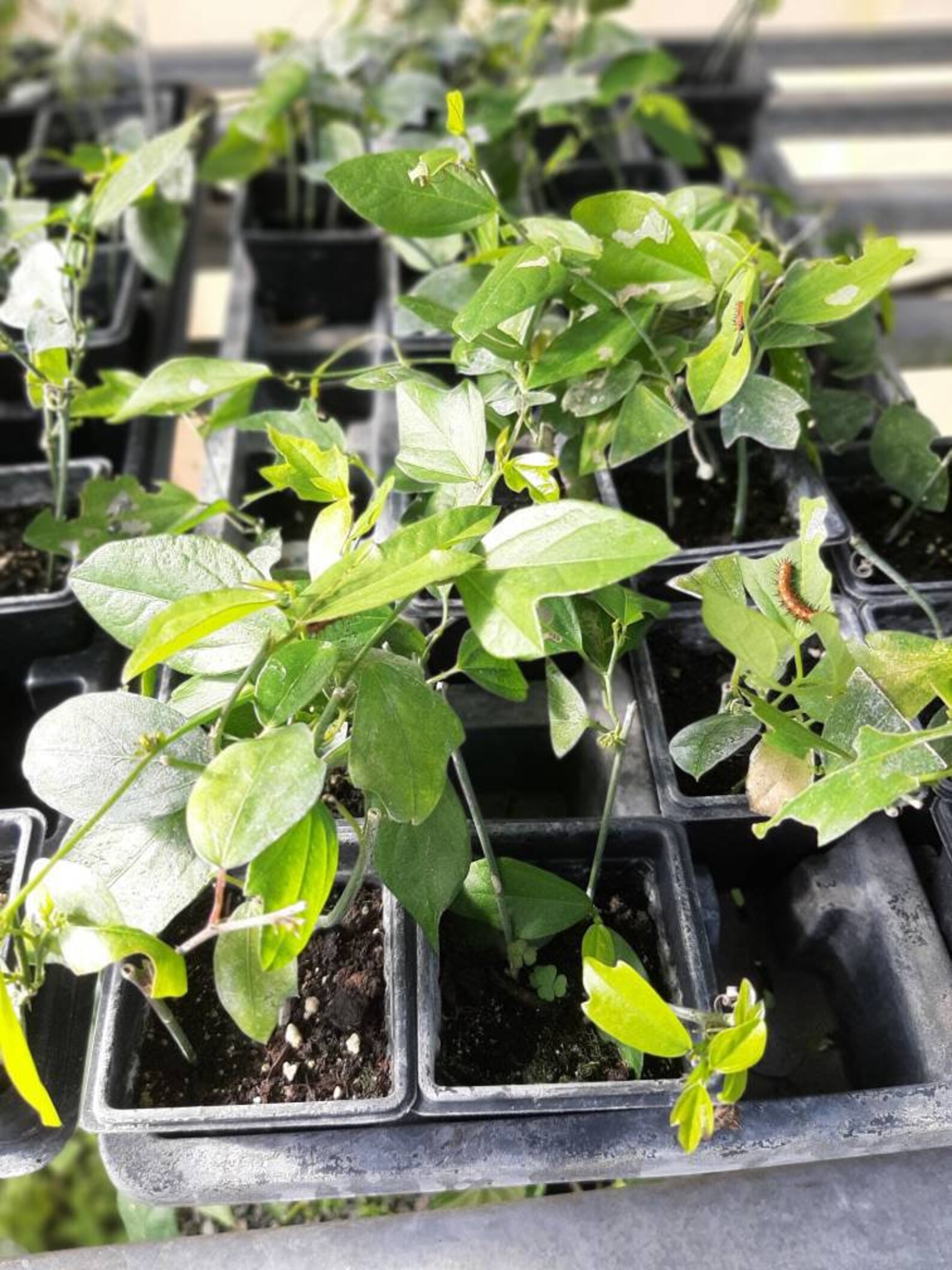 Passiflora suberosa Corky Stemmed Passion Vine Host Plant Etsy