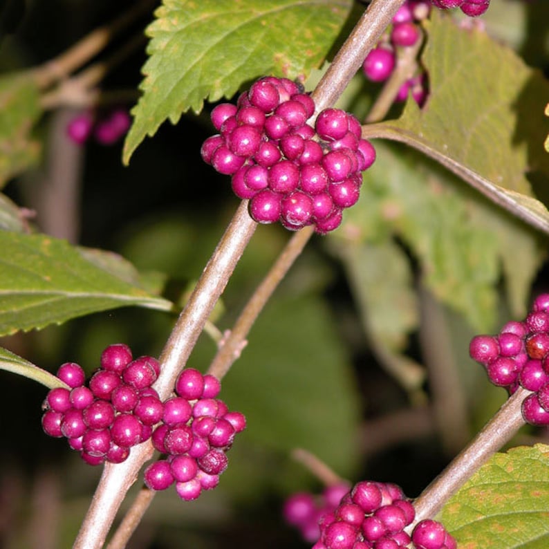 Purple Beautyberry Callicarpa americana Edible Nectar Etsy