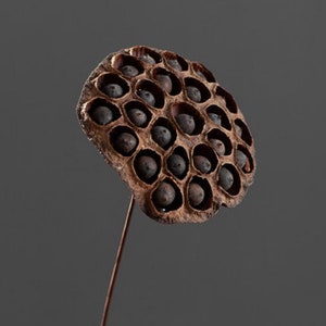 Dried lotus pods on stem,natural dried lotus pods,decoration,dried flowers,Dry lotus,2pcs