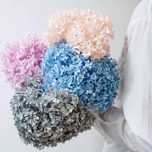 Preserved Flower Real Preserved Flower Preserved Hydrangea Small Hydrangea Wedding Flowers One Bunch