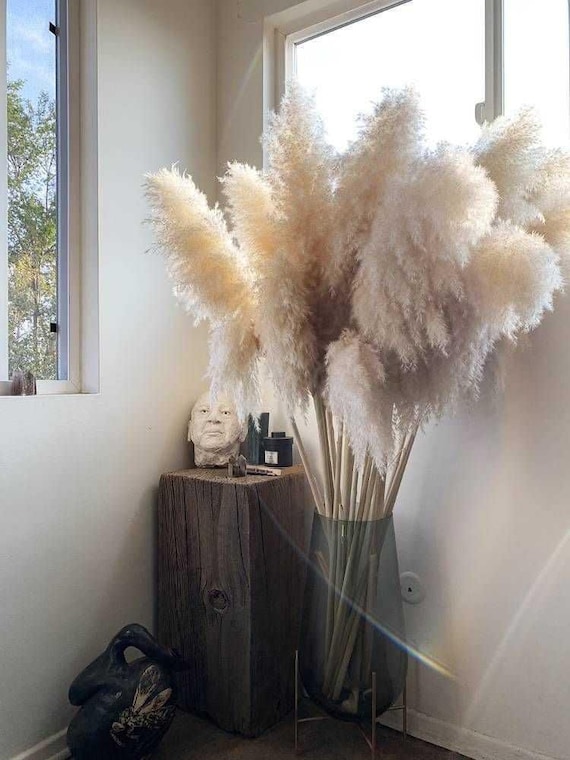 Dried Fluffy Reed Pampas Grass — Plenty Flowers