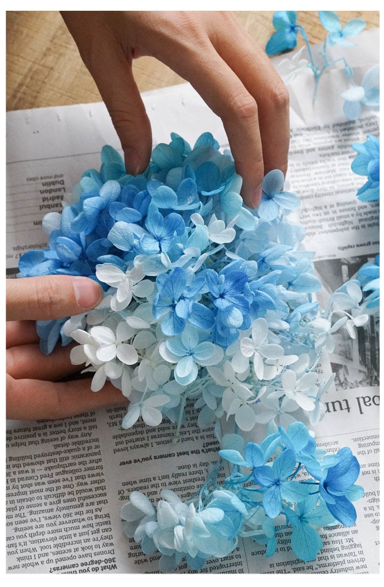 20G Doublecolor Dried Flower Real Preserved Flower Preserved Etsy