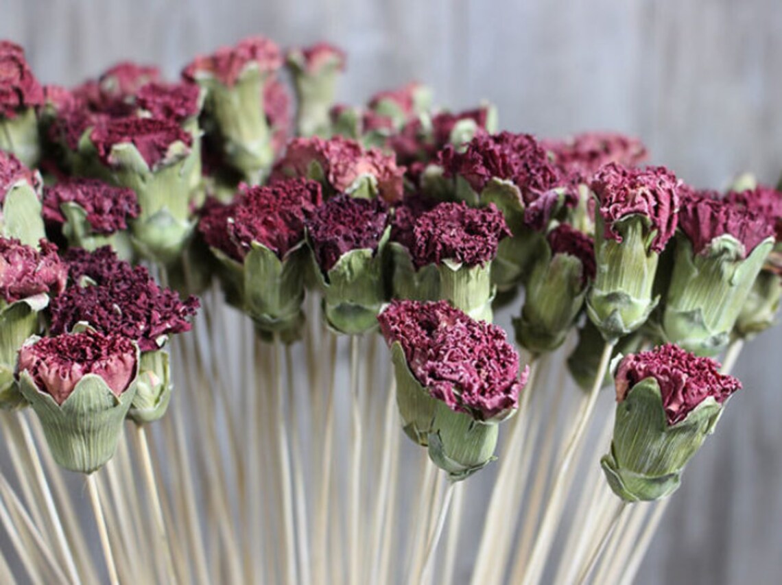 Natural Carnation Dry Flower Dry Fruit Art Flower Etsy