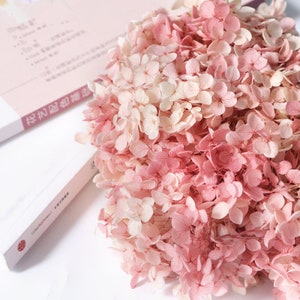 Pink white dried flower Real Preserved flower Preserved hydrangea small hydrangea wedding flowers