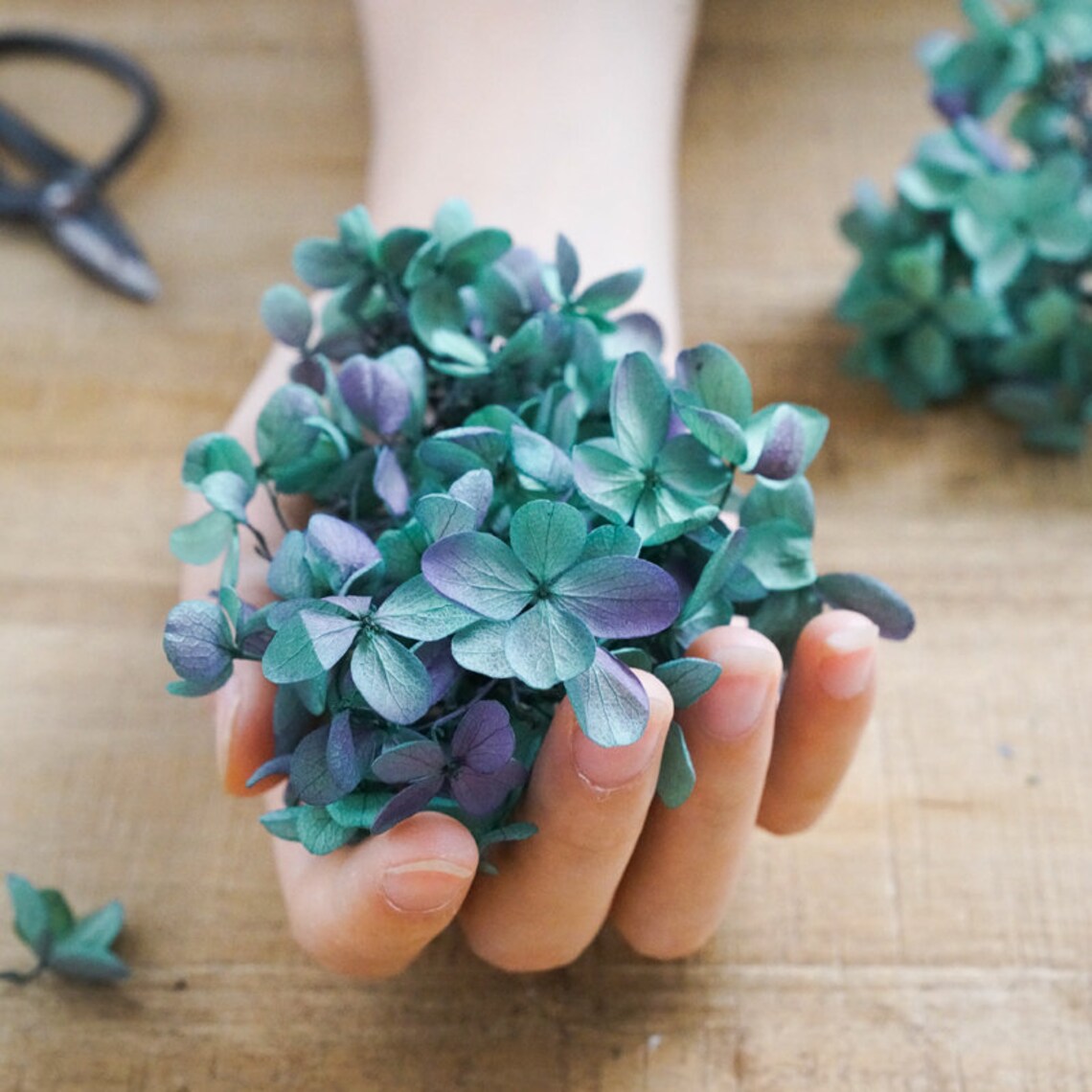 20G Doublecolor Dried Flower Real Preserved Flower Preserved Etsy