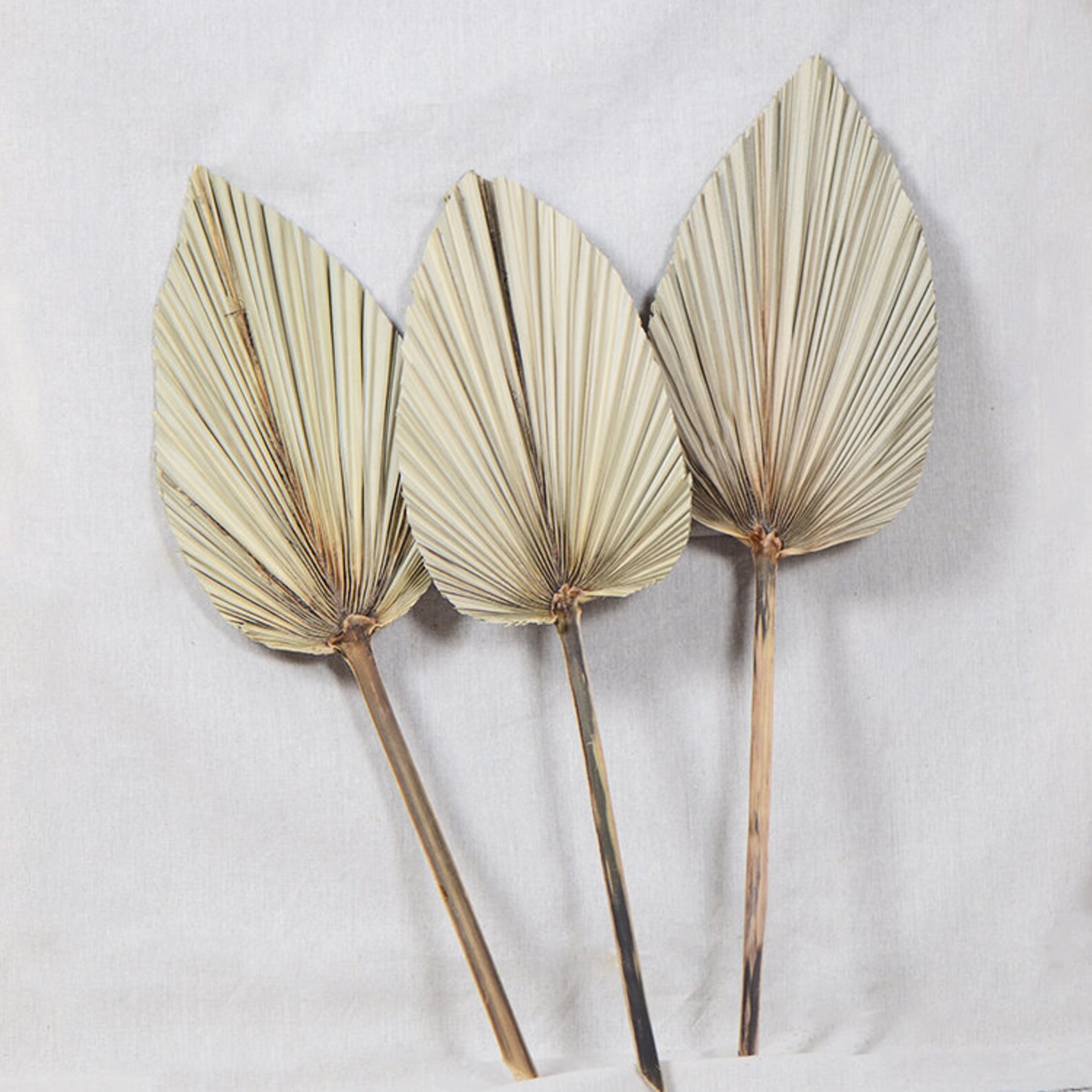 Natural Dried Palm Bunch Dried Palm Leaves Fan Preserved Etsy UK