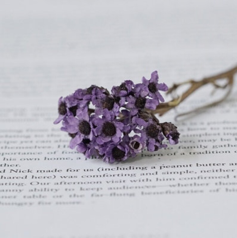 Colorful Dried Plum Blossom Real Preserved Flower Plum Blossom Etsy