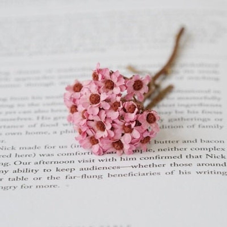 Colorful Dried Plum Blossom Real Preserved Flower Plum Blossom Etsy