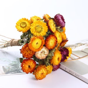 Colorful Natural Dried Flower Straw Flower Real Flower Straw Flower For Wedding Birthday 30 Pcs