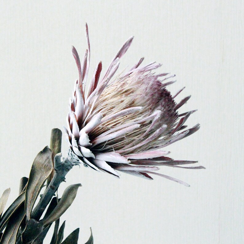 Dried flower vase filler natural home decor dried flowers Etsy