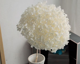 White Preserved Flower Real Preserved Flower Preserved Hydrangea Small Hydrangea Wedding Flowers One Bunch