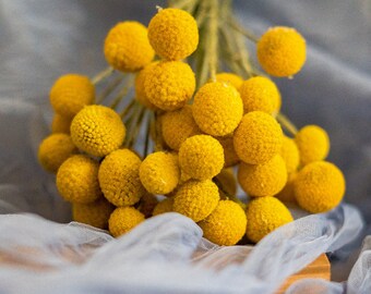 10/20/30 Stems Dried Billy Ball dry Craspedia, Golden ball Billy Buttons dried flower floral arrangement Home Wedding office Decoration