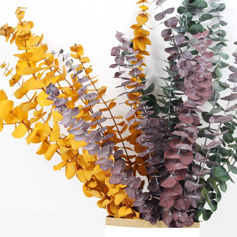 35cm Colorful Dried Eucalyptus leaves Real Preserved Flower Etsy