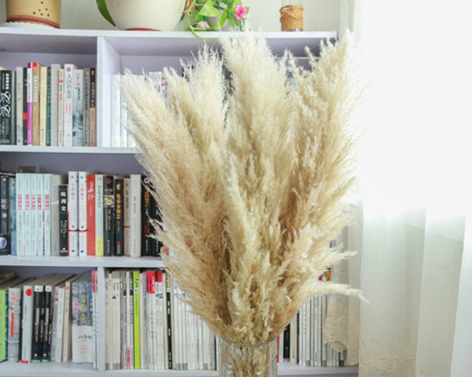 34 Large Yellow Pampas Grass 5 Stems Dried Flowers Etsy UK
