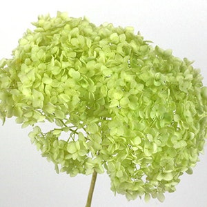 Preserved Flower Real Preserved Flower Preserved Hydrangea Small Hydrangea Wedding Flowers One Bunch