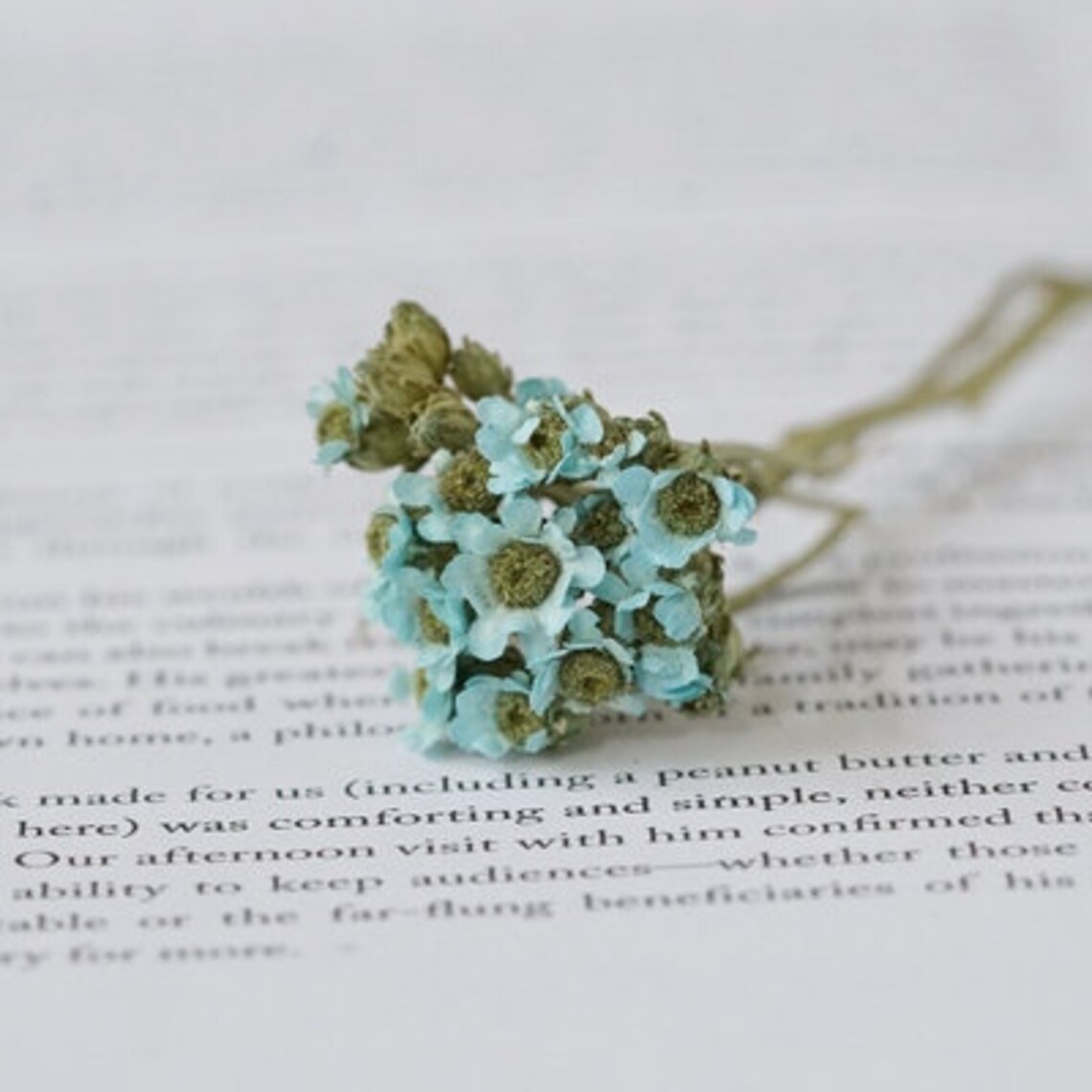 Colorful Dried Plum Blossom Real Preserved Flower Plum Blossom Etsy