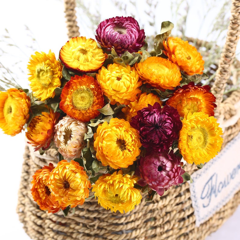 Colorful Natural Dried Flower Straw Flower Real Flower Straw Etsy