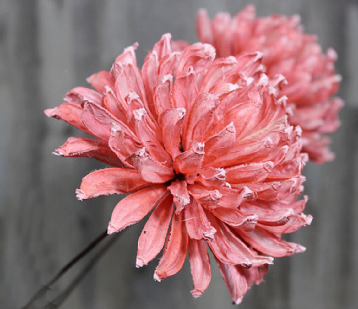 Natural chrysanthemum flowerDried FlowerHandmade dried Etsy