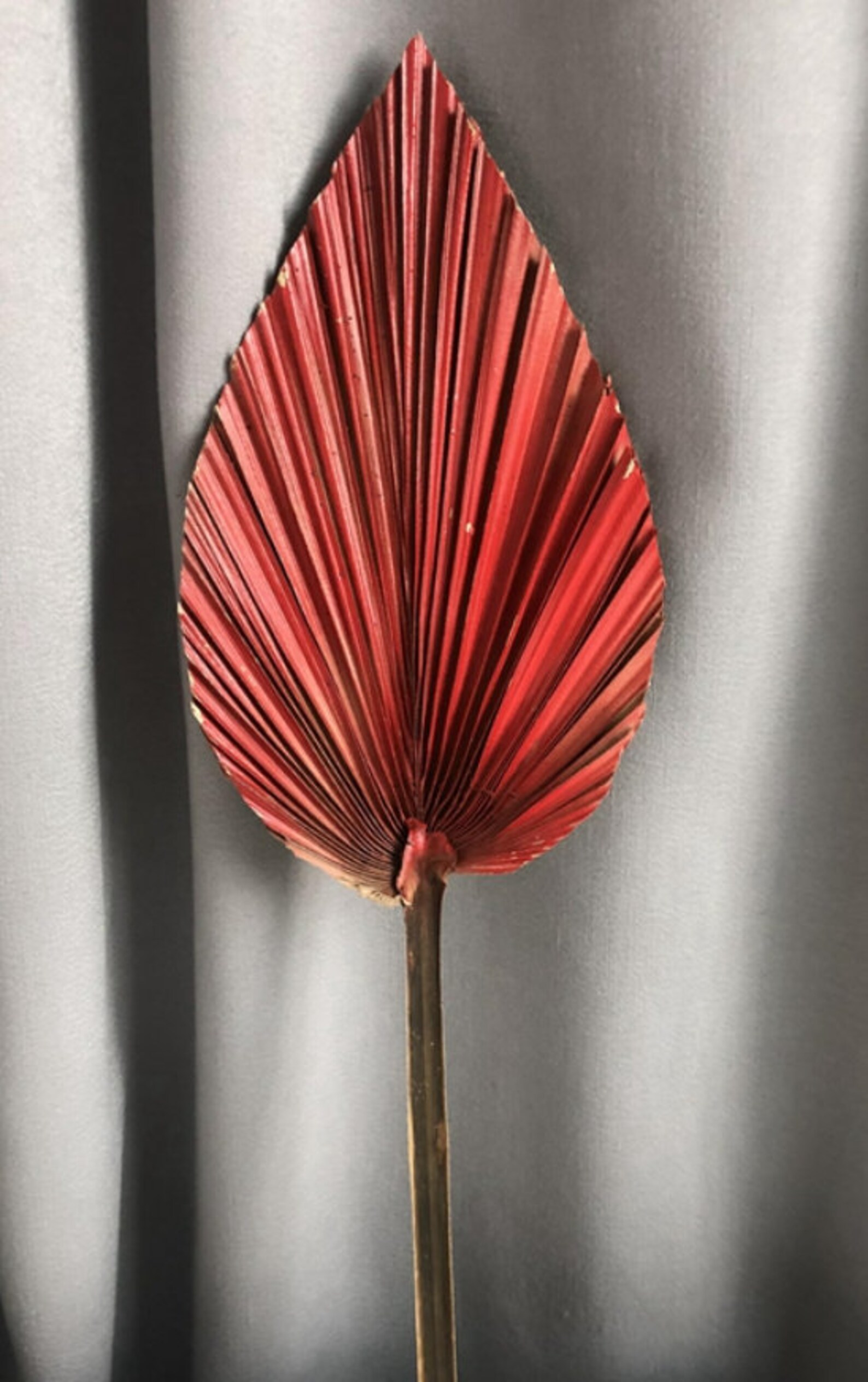 Palm Leaves Large Dried Palms Dried Palm Leaves Bleached Etsy