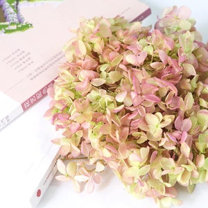 Green pink dried flower Real Preserved flower Preserved hydrangea small hydrangea wedding flowers