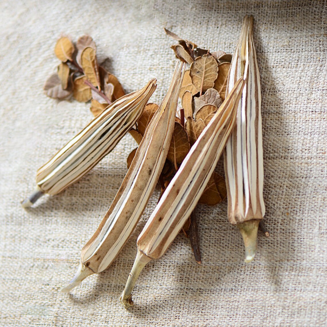 Dried Okra Pods Natural Decor Okra Pods Dried Decornatural Etsy