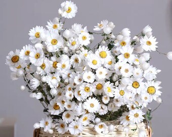 Protea Dried flowers, Home Wedding decor, Flower Arrangements, Housewarming Gift,Gerber daisies,Dimorphotheca pluvialis