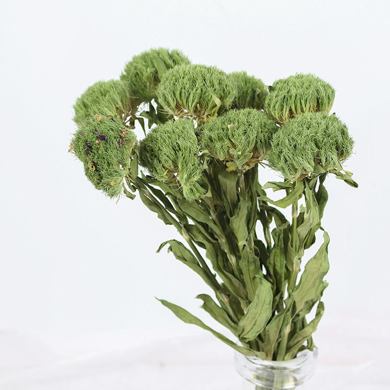Flores de claveles verdes secas floristería casera Etsy