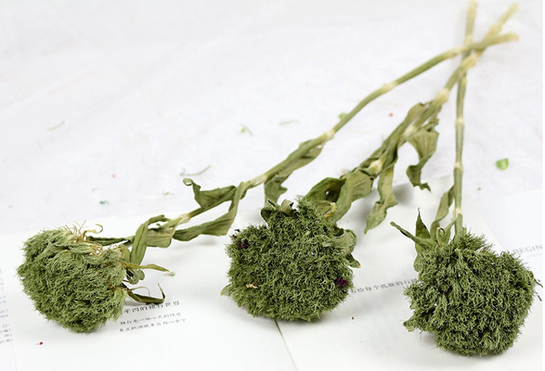 Flores de claveles verdes secas floristería casera Etsy