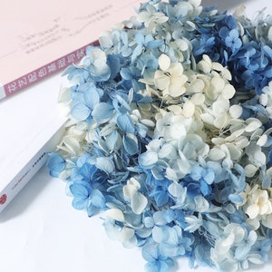 Blue White dried flower Real Preserved flower Preserved hydrangea small hydrangea wedding flowers