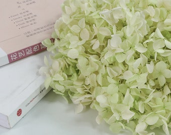 Green white dried flower Real Preserved flower Preserved hydrangea small hydrangea wedding flowers
