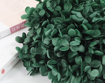 Flor seca de color verde oscuro. Flor preservada auténtica. Hortensia pequeña preservada. Flores para bodas.