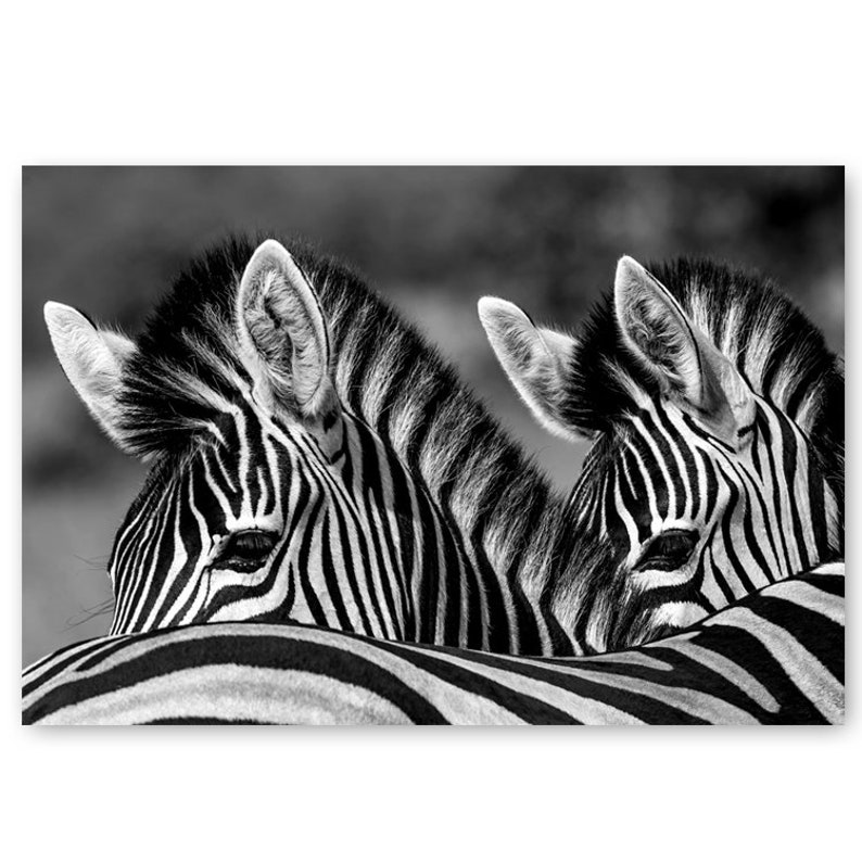 BLACK and WHITE Postcard Set of 20 Postcards. B&W Post Card Etsy