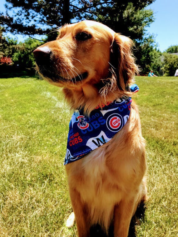 cubs pet bandana